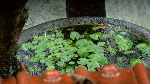 Slow motion rain falling on water lilies Stock Footage 84161895