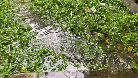 Slow motion of Rain falls on grass Stock Footage 320521854