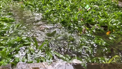 Slow motion of Rain falls on grass Stock Footage 320521888