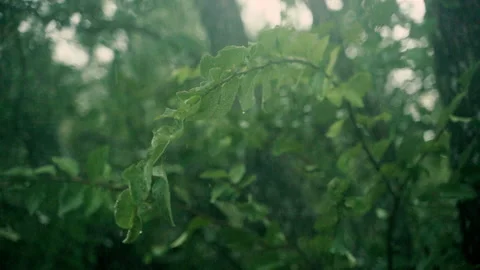 Slow Motion Rain Falls on a Plant in a Forest Area Stock Footage
