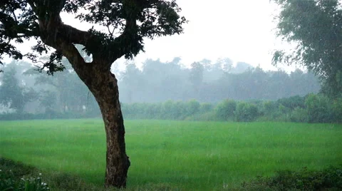 Slow motion of rain in fields agriculture Video stock 67413385