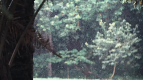 Slow motion of rain in the forest Video stock 128136492