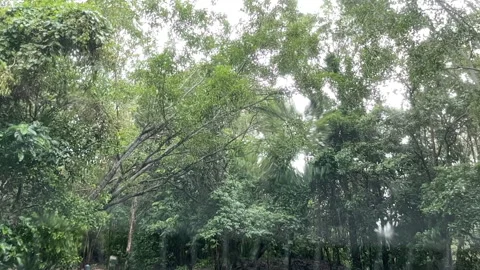 Slow Motion Rain In Forest Stock Footage 168920425