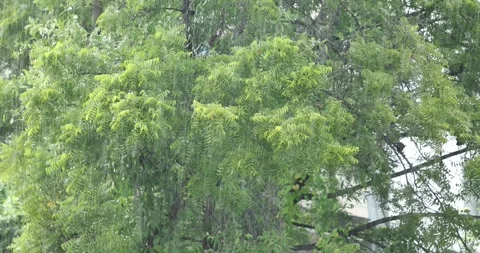 Slow Motion of Rain in a Garden Stock Footage 318789722