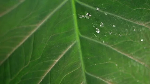 In slow motion, rain hits a tropical leaf, with water droplets bouncing off.. Video stock 289844497