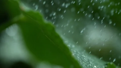 Slow motion rain on leaves Stock Footage