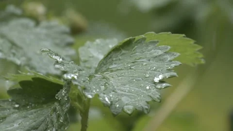 Slow motion rain on Nettle leaf Видео 300280143