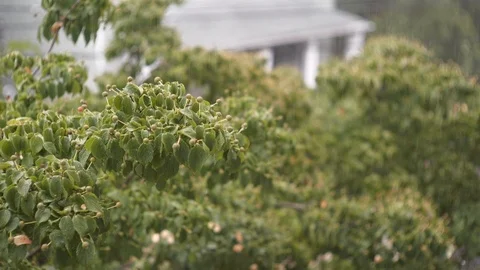 Slow motion rain on top of tree in summer - 150FPS Slowmotion HD Stock Footage 120266856