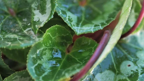 Slow motion of rain water drop sliding in slow motion over two green lilacs Stock Footage 128296278