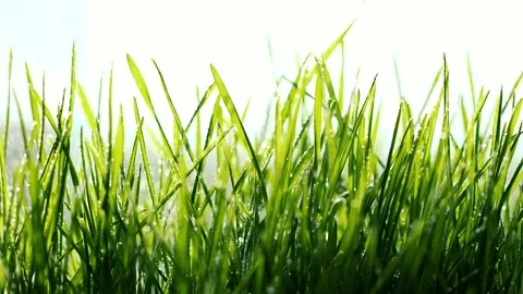 Slow motion rain water drops falling on germinated sprouts of wheat, green grass Stock Footage 149231348