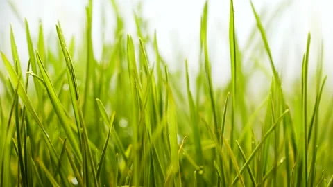 Slow motion rain water drops falling on germinated sprouts of wheat, green grass Stock Footage 149232535