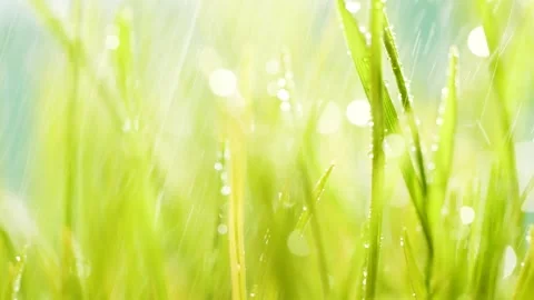 Slow motion rain water drops falling on germinated sprouts of wheat, green grass Stock Footage 150989142