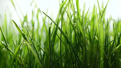 Slow motion rain water drops falling on germinated sprouts of wheat, green grass Stock Footage 159695728