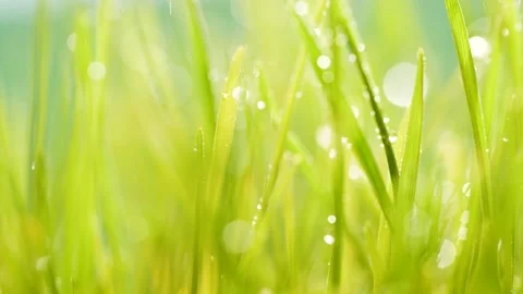 Slow motion rain water drops falling on germinated sprouts of wheat, green grass Stockbeeldmateriaal 159936352