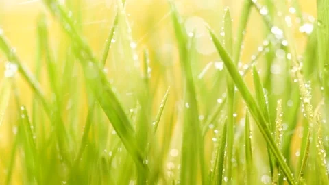 Slow motion rain water drops falling on germinated sprouts of wheat, green grass Stock Footage 161532622