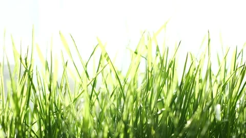 Slow motion rain water drops falling on germinated sprouts of wheat, green grass Stock Footage 165915344