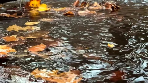 Slow Motion Rain on Water Stock Footage 256909280