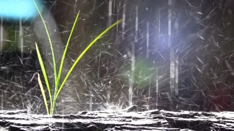 Slow motion rain water, raining on grass on blurred background on daytime. Stock Footage 94626531