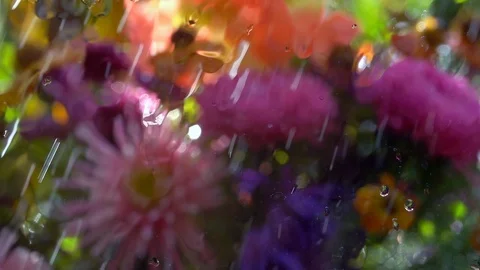 Slow motion of rain wet window with sunny colorful defocused garden flowerbed Stock Footage 99144834
