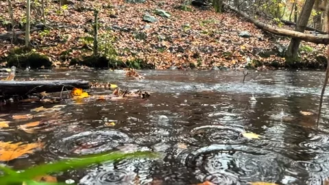 Slow Motion Rain in the Woods Stock Footage 256909300