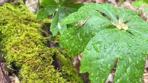 Slow Motion Raindrop hitting Mayapple Plant by mossy log Stock Footage 239670401