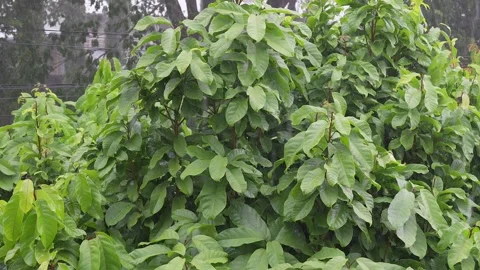 Slow motion raindrop on tree leaves. Stockbeeldmateriaal 248677973