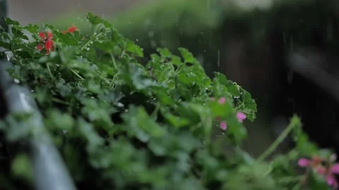 Slow-motion raindrops on balcony flowers Stock Footage 155449593