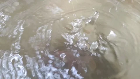 Slow motion of raindrops dripping onto the water surface in a barrel Stock Footage 238998903
