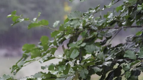 Slow-motion raindrops fall on green tree leaves in close-up - Ambient Moisture Stock Footage 339342017