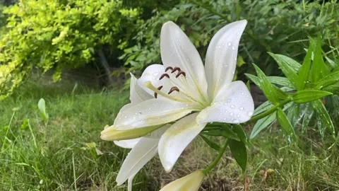 Slow motion of raindrops falling on beautiful lily flower in garden Video stock 259397557