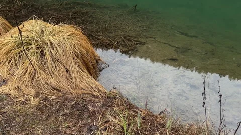 Slow motion of raindrops falling on clear lake water surface with dry grass 動画素材 329553584