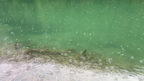 Slow motion of raindrops falling on emerald lake water surface Vídeos de archivo 329553547