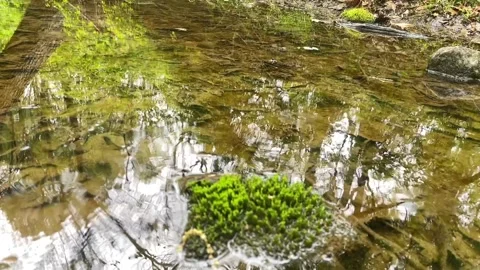 Slow Motion Raindrops falling in forest creek by mossy rock Video stock 239670473