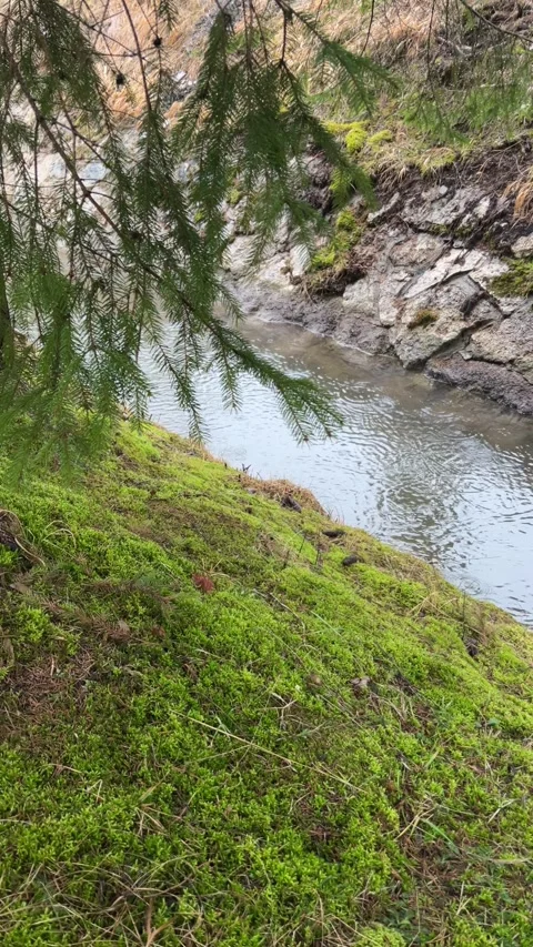 Slow motion of raindrops falling on mossy bank and water canal 库存影片 329552837