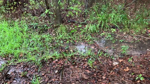 Slow motion raindrops falling into pools of water after rainstorm Stock Footage 146756820