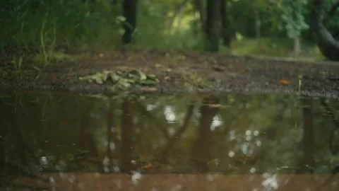Slow motion Raindrops falling in a Puddle in a Forest Stock Footage 242444311