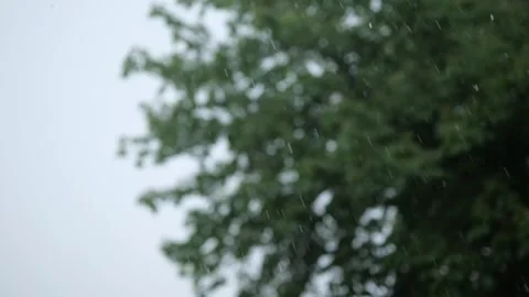 Slow-motion raindrops falling on a tree Stock Footage 155449696