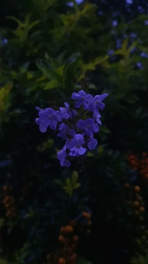 Slow motion of raindrops on a flower Stock Footage 289053769