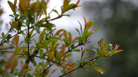 Slow Motion Raindrops on Green and Orange Leaves Stock Footage 276299293