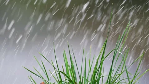 Slow-motion raindrops landing on vibrant green grass, a serene natural moment. Stock Footage 293742069