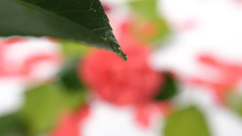 Slow motion of raindrops of water falling onto a single green leaf Stock Footage 90837901