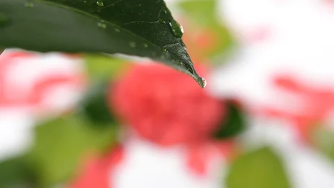 Slow motion of raindrops of water falling onto a single green leaf Stock Footage 90838276