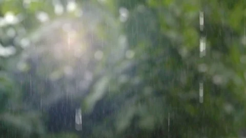 Slow motion raining dropping on blurred tree Video stock 86945612