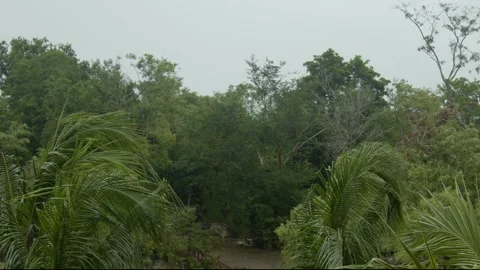 Slow motion raining on trees in tropical windy weather 6k trees swaying Stock Footage 304470045