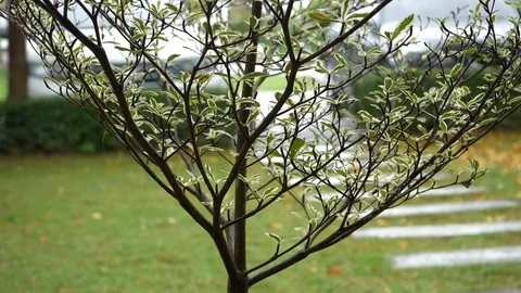 Slow motion, rainy day in front yard garden, rain drops on small tree Stock Footage 93774808