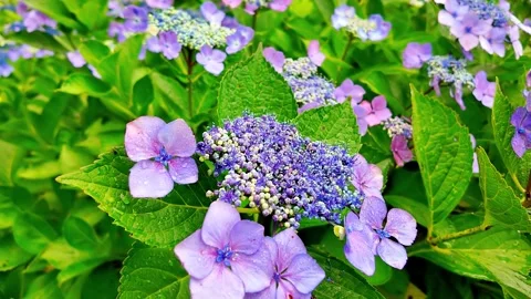 Slow motion - Rainy day Hydrangea flowers in full bloom Zoom in Stock Footage 281284420