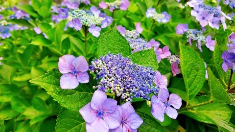 Slow motion - Rainy day Hydrangea flowers in full bloom FIX Stock Footage 281285552