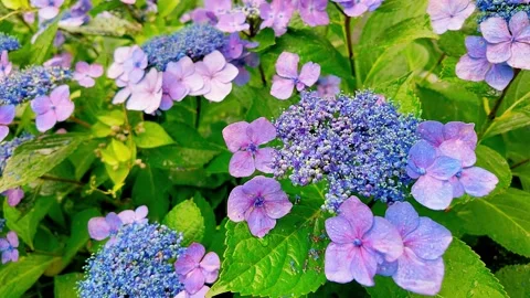 Slow motion - Rainy day Hydrangea flowers in full bloom Zoom in Stock Footage 281285687