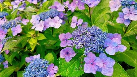 Slow motion - Rainy day Hydrangea flowers in full bloom FIX Stock Footage 281285769