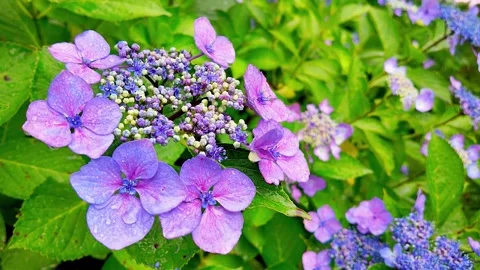 Slow motion - Rainy day Hydrangea flowers in full bloom Zoom in Stock Footage 281285918